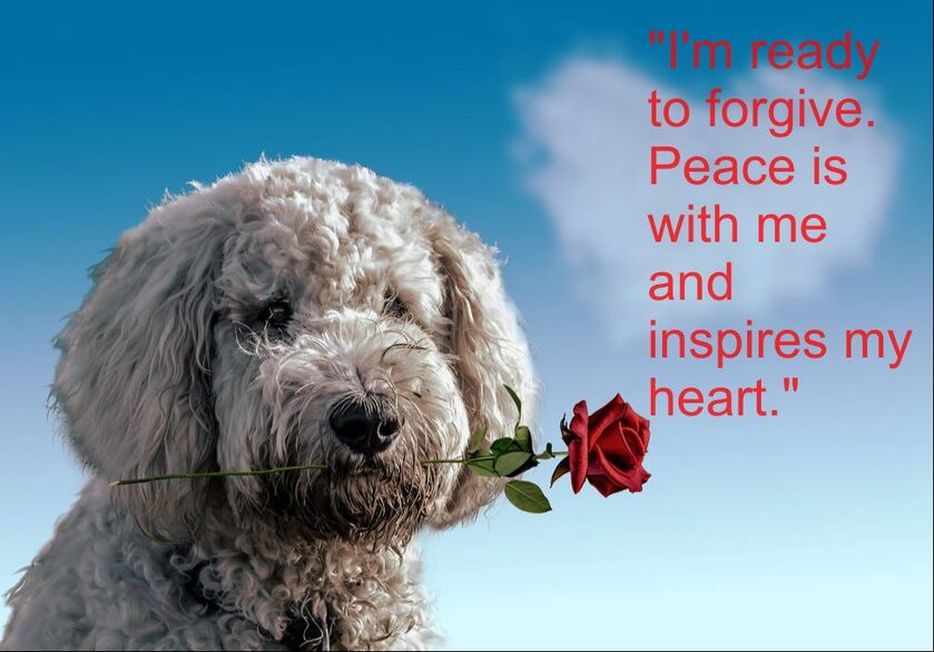 Dog holding a rose in his mouth - Affirmation: 